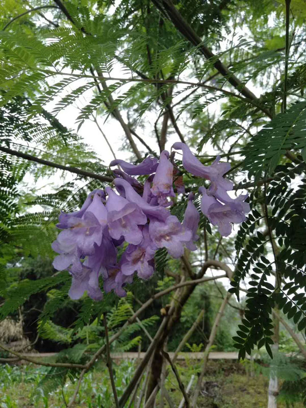 蓝花楹一年可以长多高