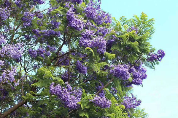 蓝花楹一年可以长多高