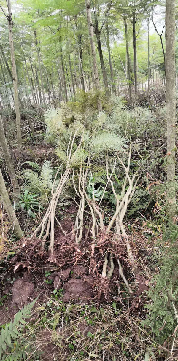 蓝花楹一年可以长多高