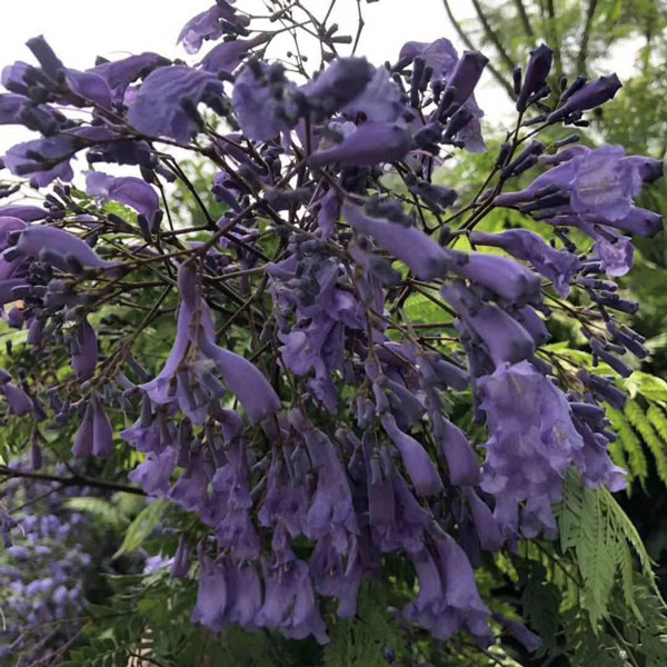 蓝花楹一年可以长多高