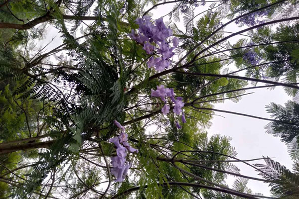 蓝花楹一年可以长多高