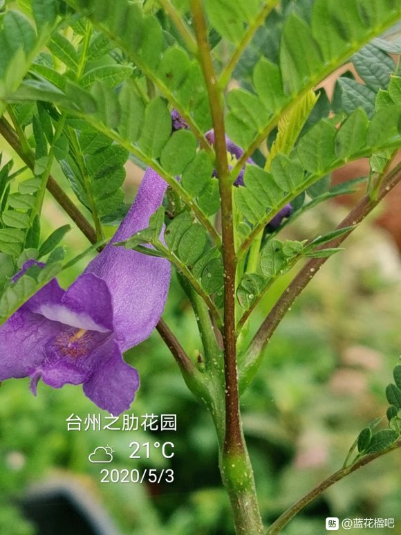 蓝花楹盆栽可养多高