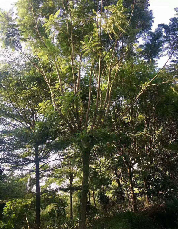 15公分蓝花楹价格