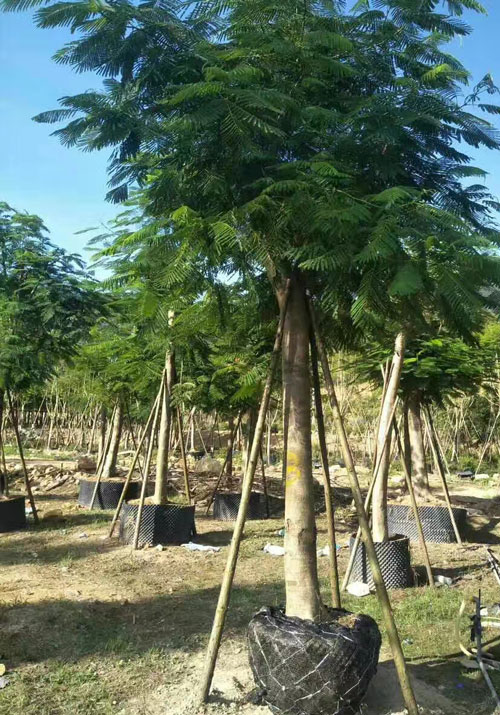 15公分蓝花楹价格