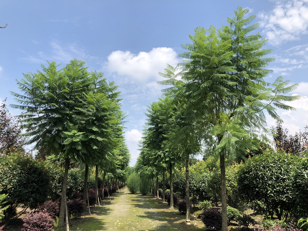 20公分蓝花楹价格