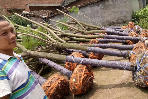 成都蓝花楹种植基地，如何低价买高存活苗