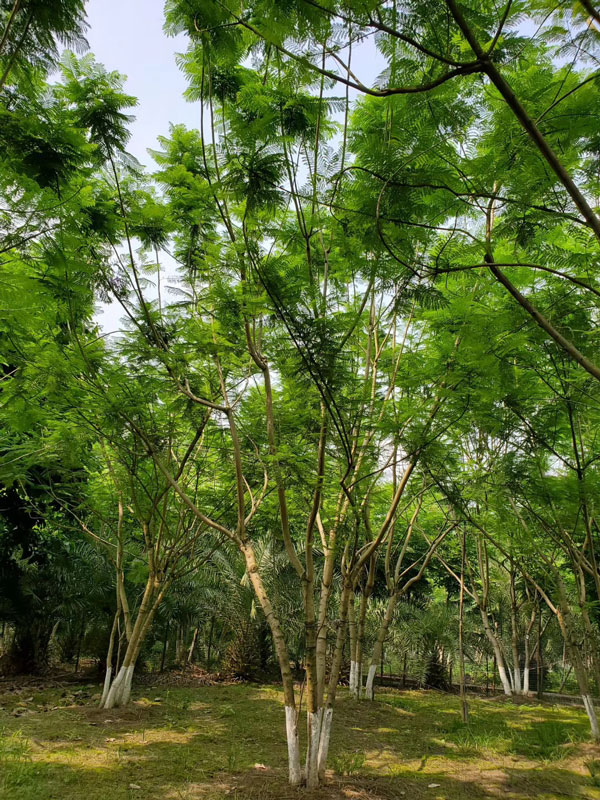 成都蓝花楹种植基地，如何低价买高存活苗