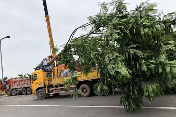 成都蓝花楹种植基地，如何低价买高存活苗