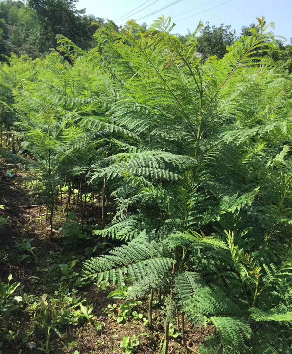 成都蓝花楹种植基地,如何低价买高存活苗