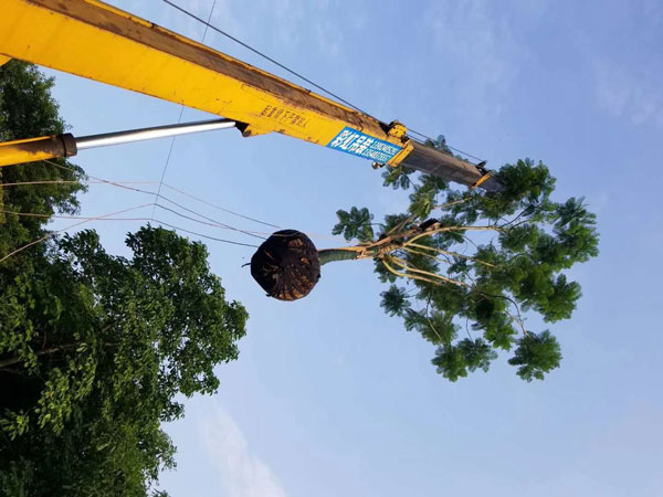 成都蓝花楹种植基地,如何低价买高存活苗