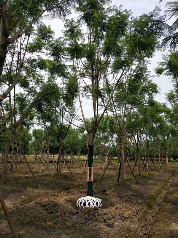 成都蓝花楹种植基地，如何低价买高存活苗