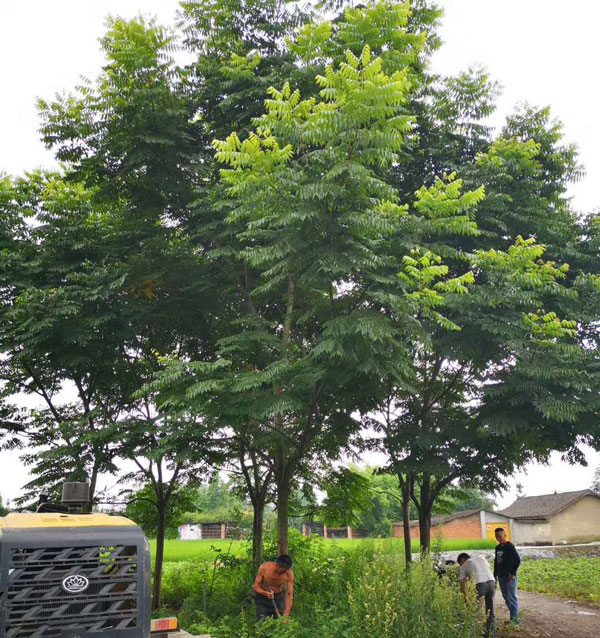 成都蓝花楹种植基地，如何低价买高存活苗