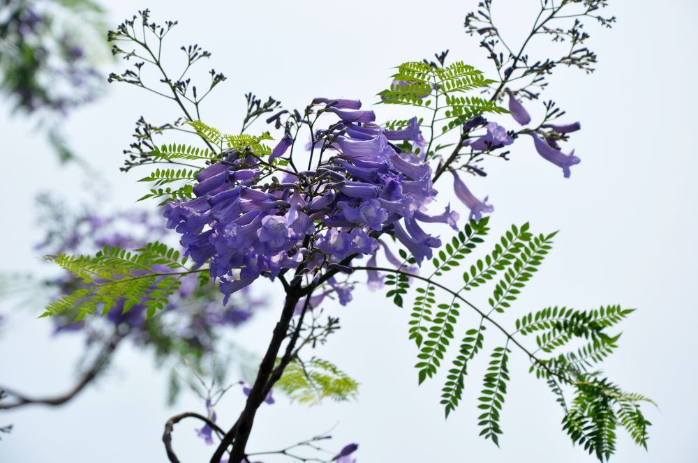 蓝花楹唯美短诗句