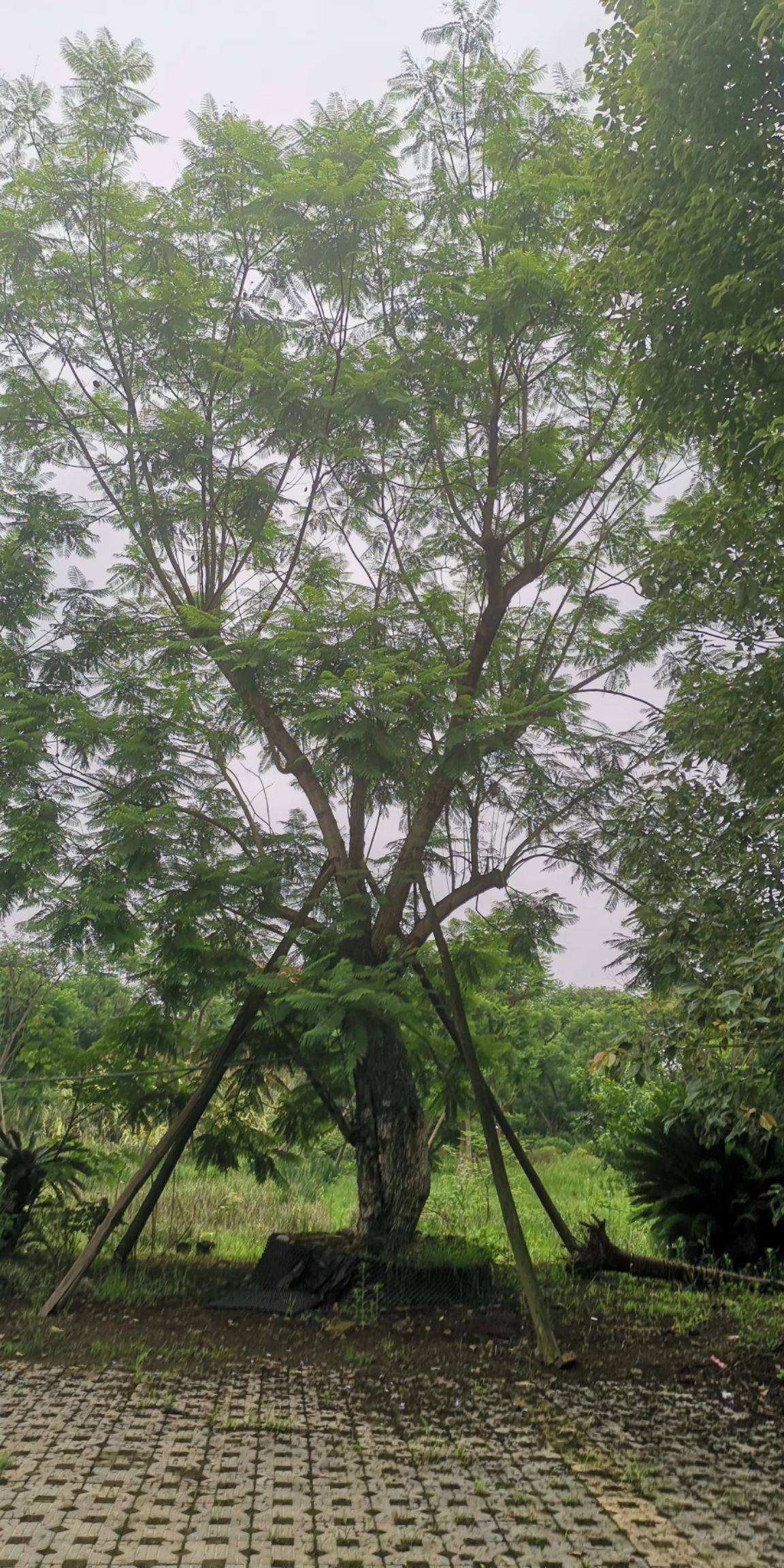 40公分的蓝花楹价格