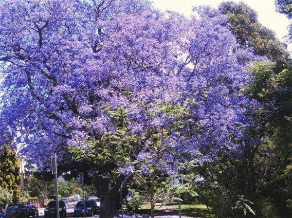 30公分蓝花楹市场价格