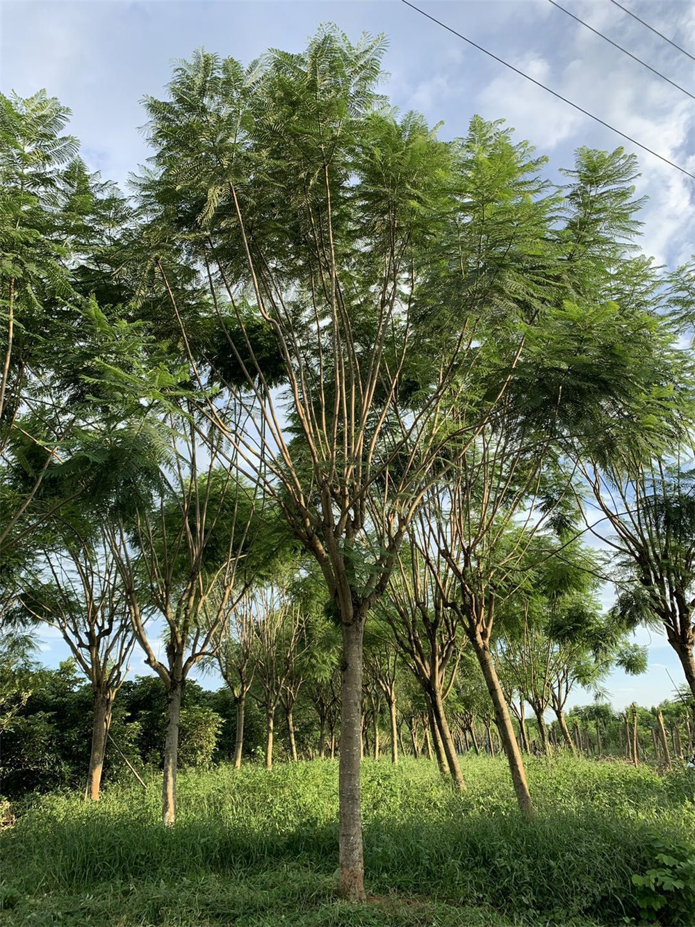 眉山蓝花楹价格基地