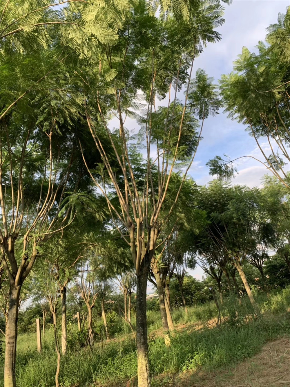 眉山蓝花楹价格基地