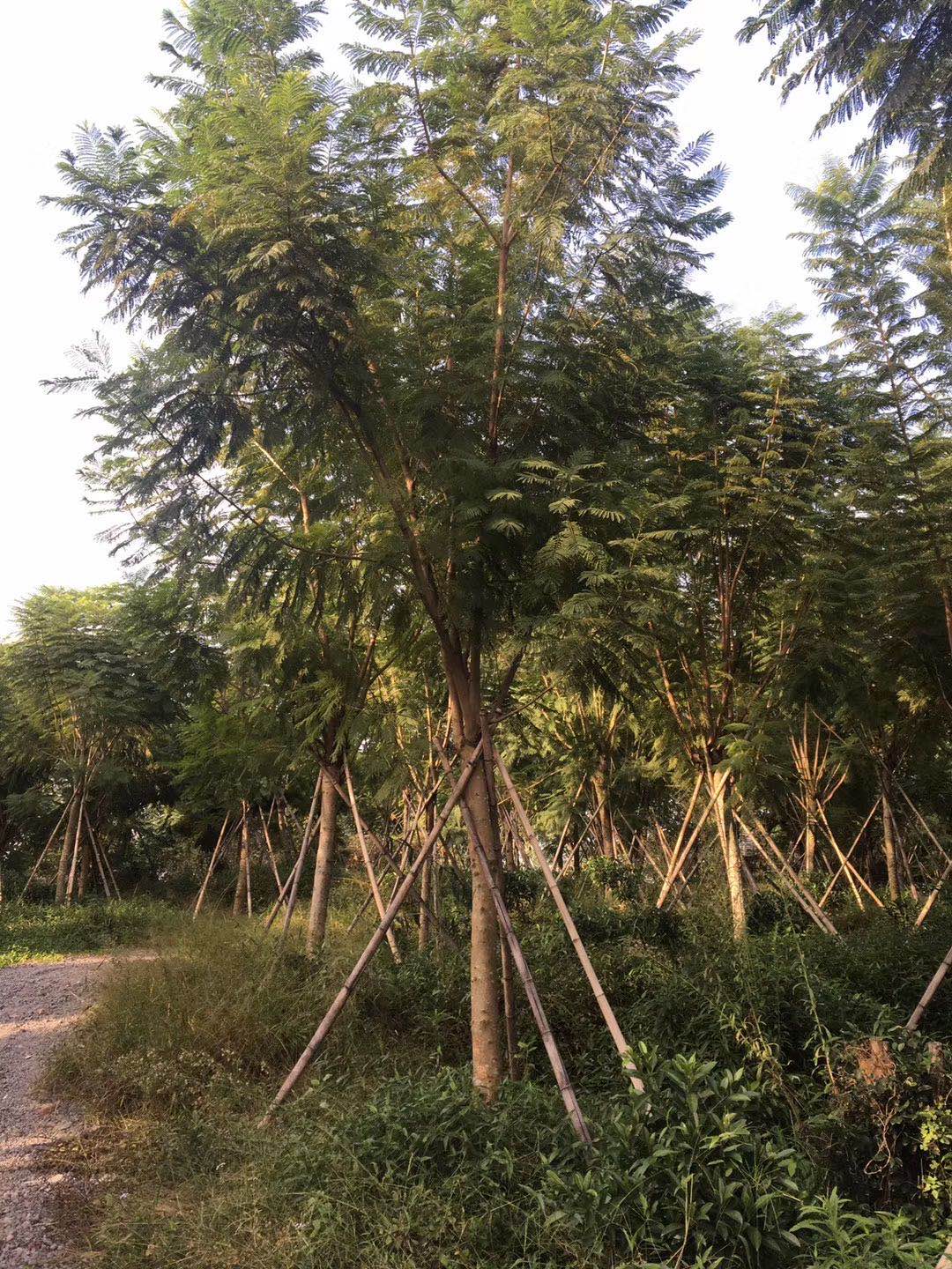 【15一16公分蓝花楹价格】
