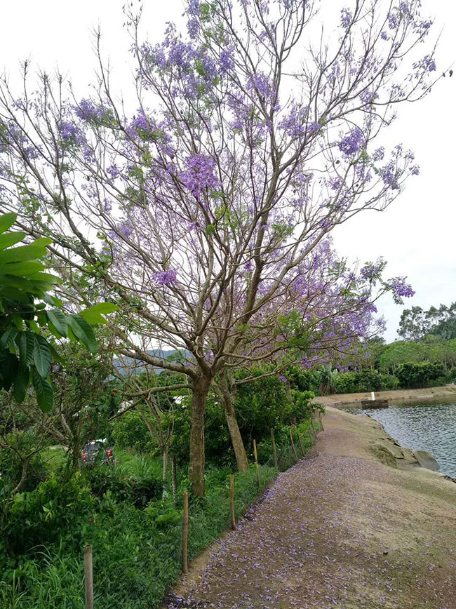 【蓝花楹多少多钱一棵】