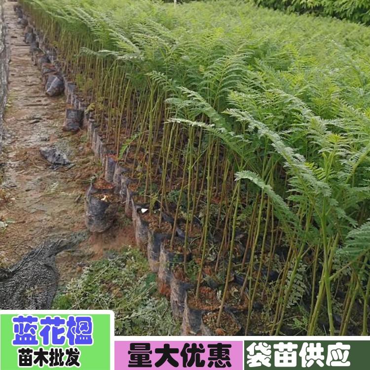 【1米高蓝花楹树苗价格】