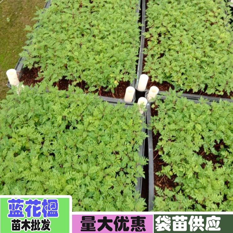 【1米高蓝花楹树苗价格】