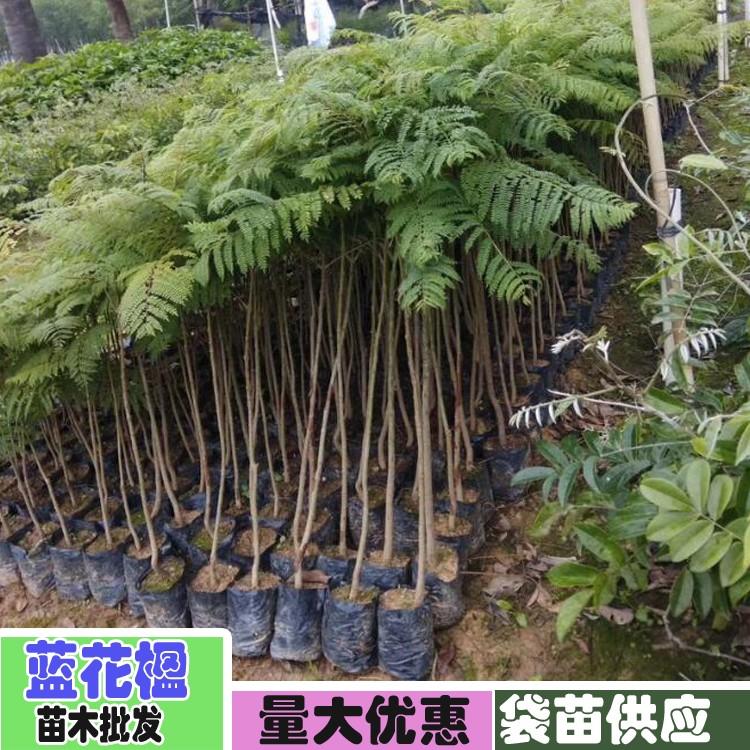 蓝花楹小苗图片