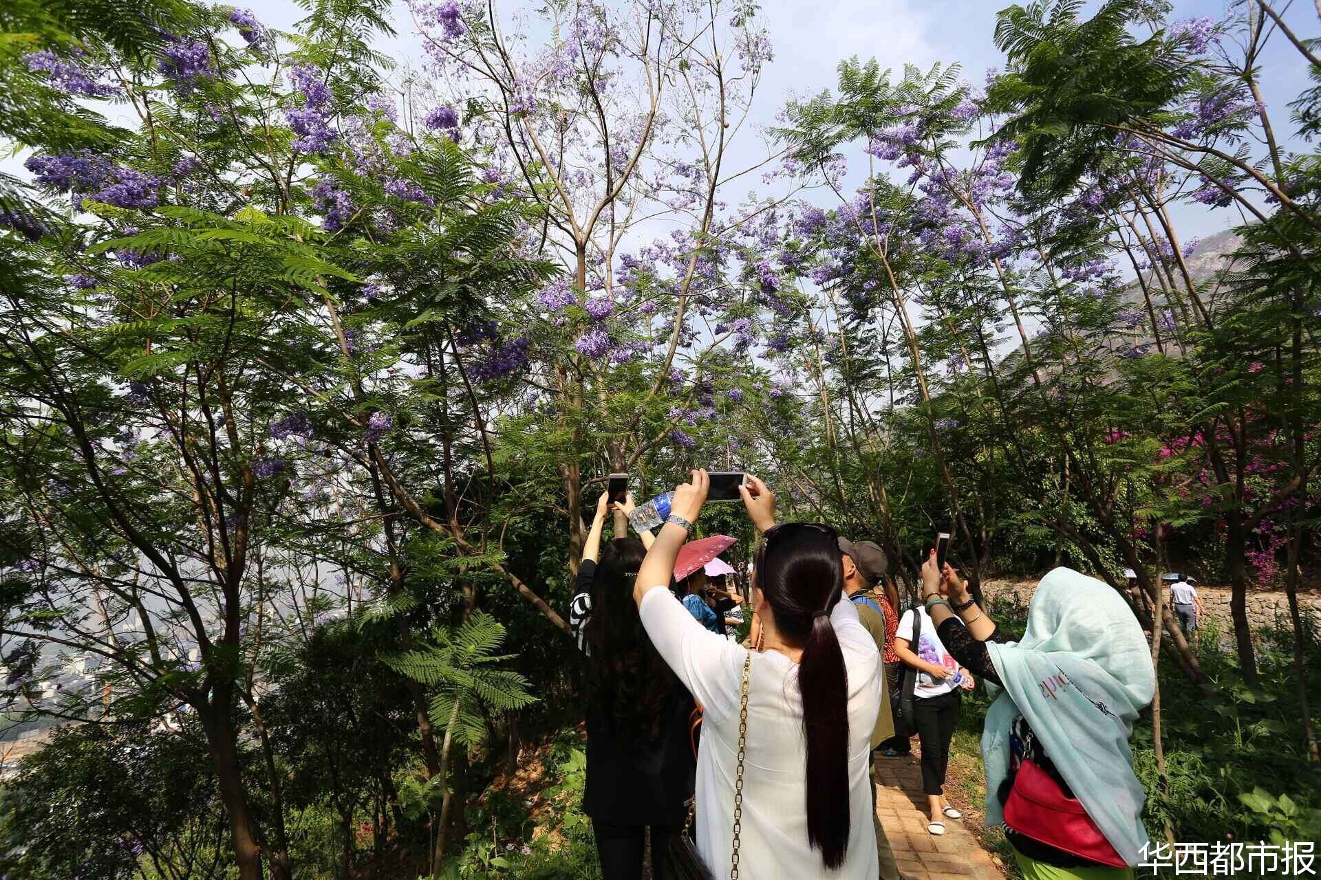 【四川蓝花楹最多的处所】