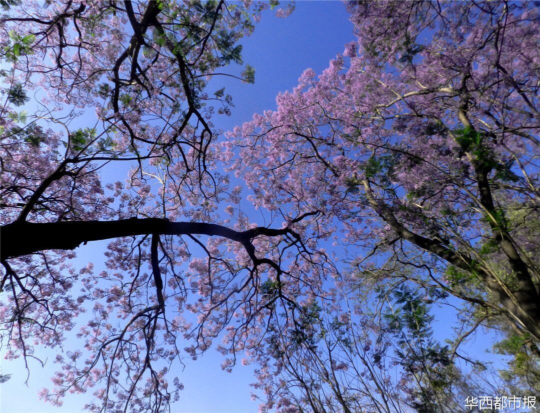 【四川蓝花楹最多的处所】