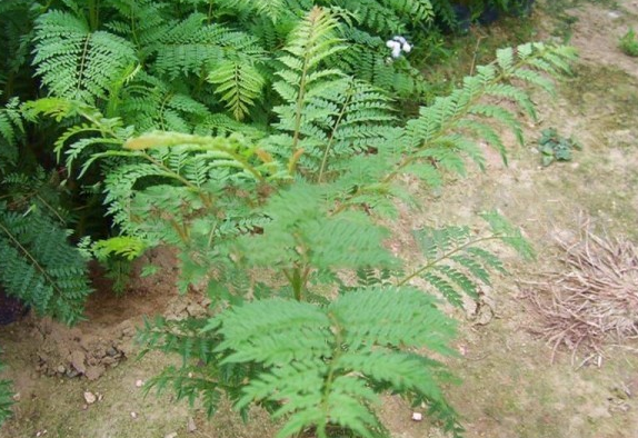 蓝花楹树什么时候种植最好