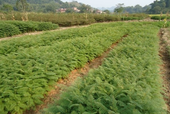 蓝花楹树什么时候种植最好