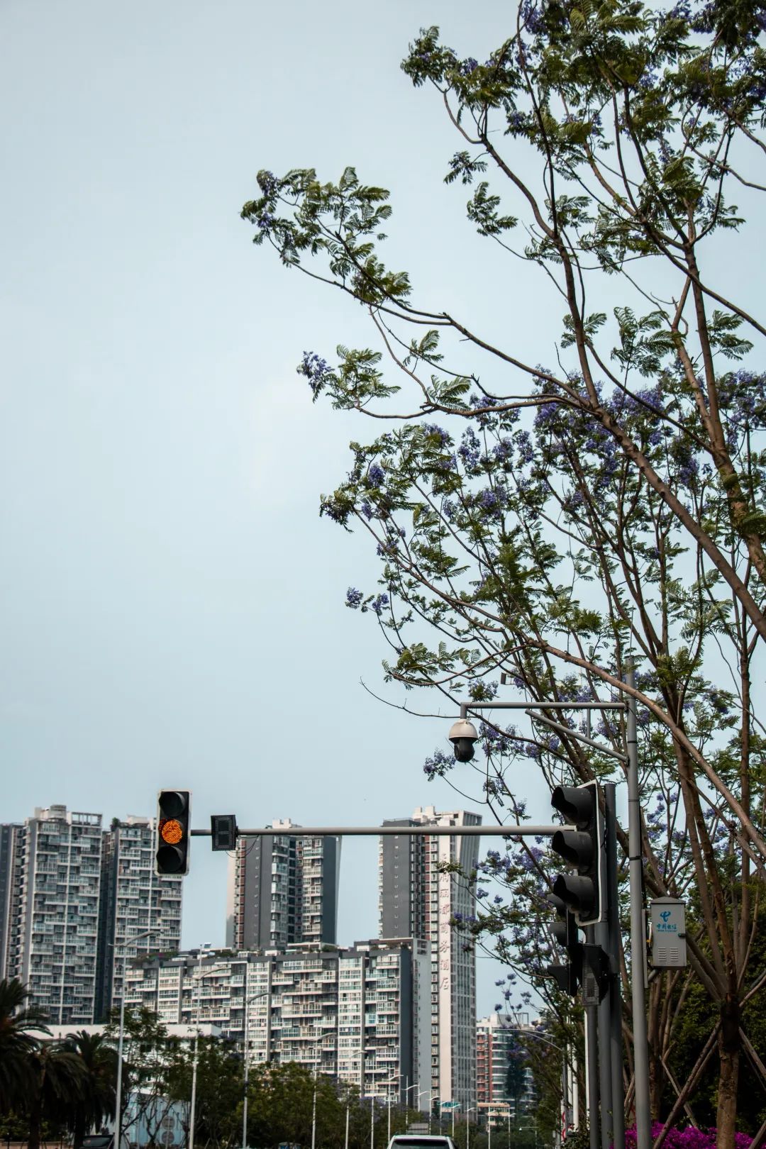 温江什么处所的蓝花楹最美丽