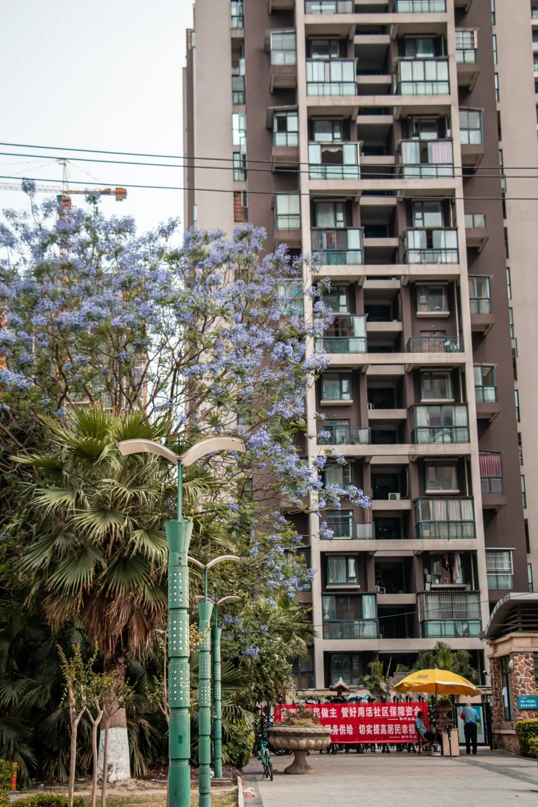 温江什么处所的蓝花楹最美丽