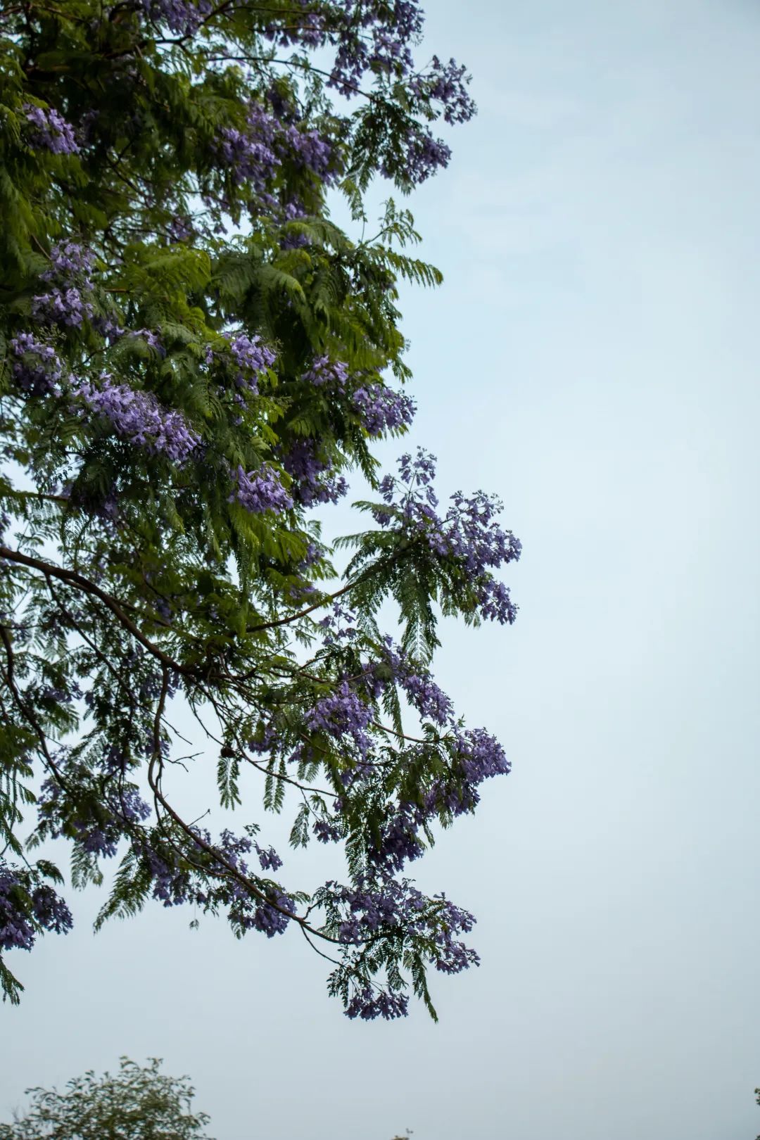 温江什么处所的蓝花楹最美丽