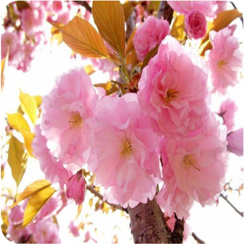 泸州13条市政路线完工，还配上了银桂、蓝花楹、西湖海棠……