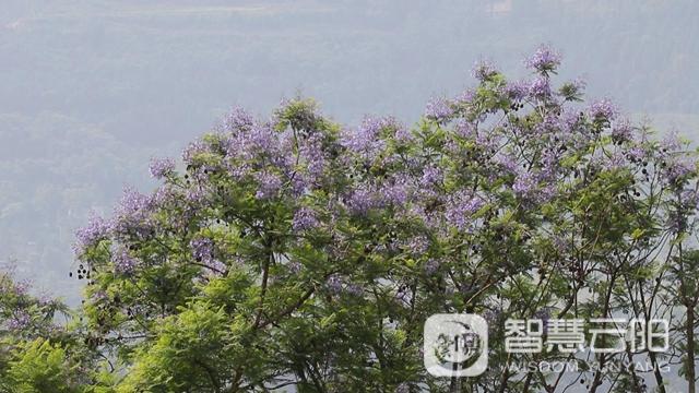 蓝花楹图片唯美绽开 月光草坪不竭革新