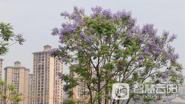 蓝花楹图片唯美绽开 月光草坪不竭革新