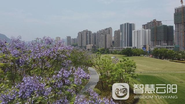 蓝花楹图片唯美绽开 月光草坪不竭革新