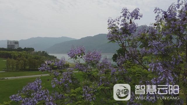 蓝花楹图片唯美绽开 月光草坪不竭革新