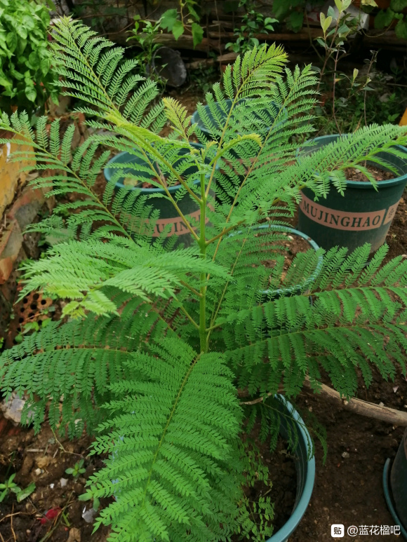 蓝花楹直径3公分