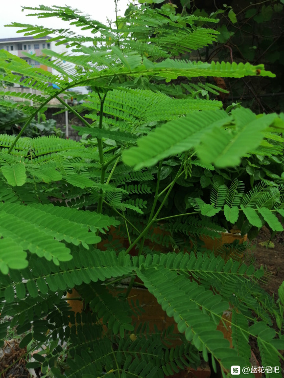 蓝花楹直径3公分