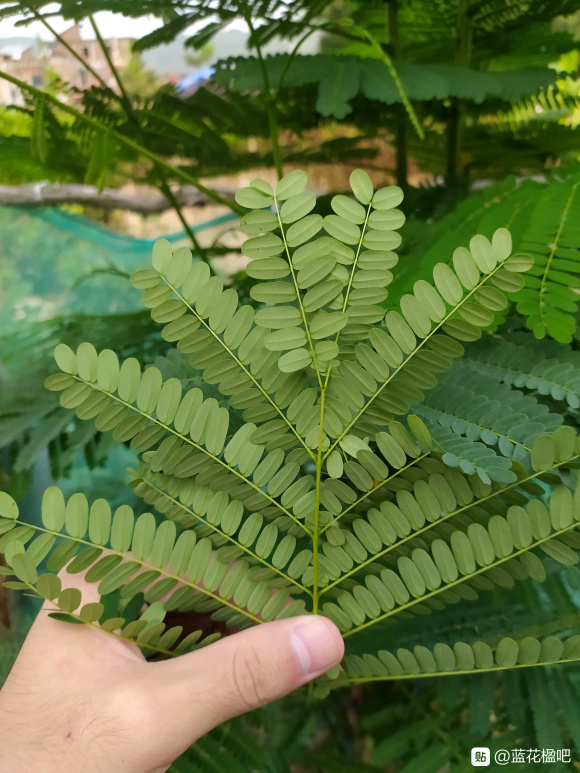 蓝花楹长大之后是凤凰木