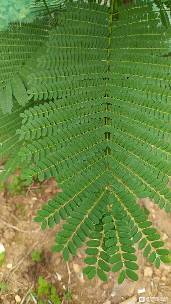 蓝花楹长大之后是凤凰木