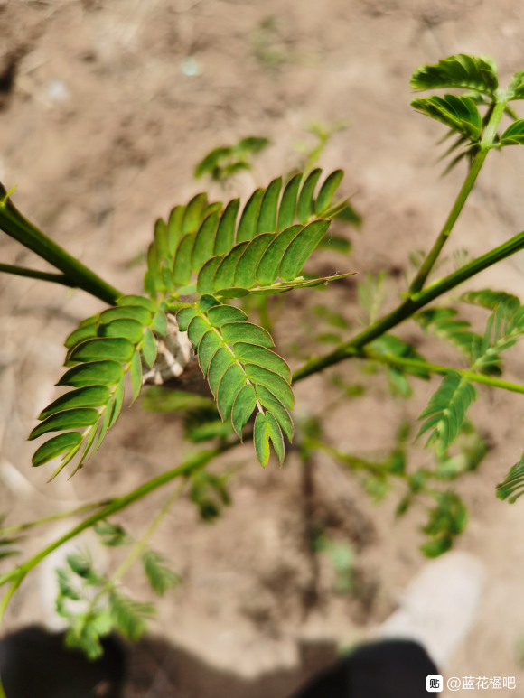 在淘宝上买的蓝花楹，种子或者树苗是真的还是假的合欢树或者