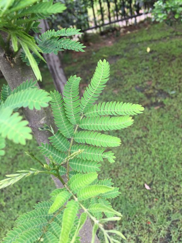 在淘宝上买的蓝花楹，种子或者树苗是真的还是假的合欢树或者