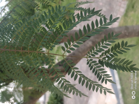 在淘宝上买的蓝花楹,种子或者树苗是真的还是假的合欢树或者