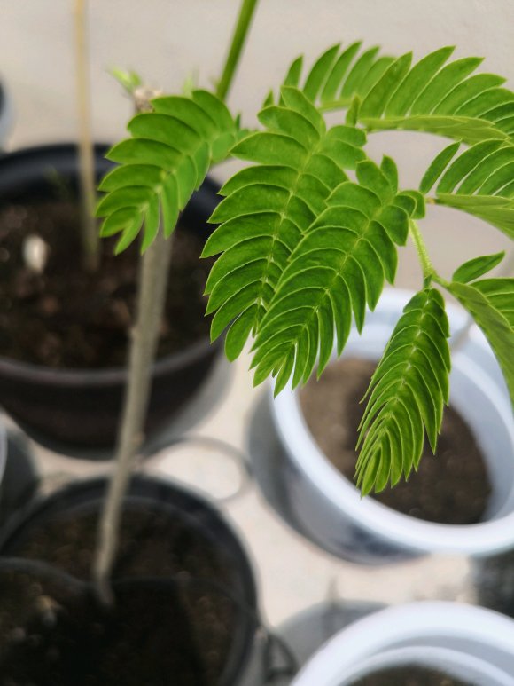 在淘宝上买的蓝花楹，种子或者树苗是真的还是假的合欢树或者