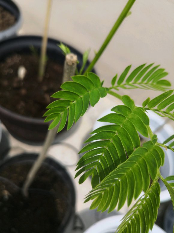 在淘宝上买的蓝花楹,种子或者树苗是真的还是假的合欢树或者