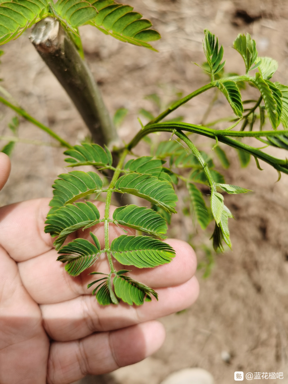 在淘宝上买的蓝花楹，种子或者树苗是真的还是假的合欢树或者