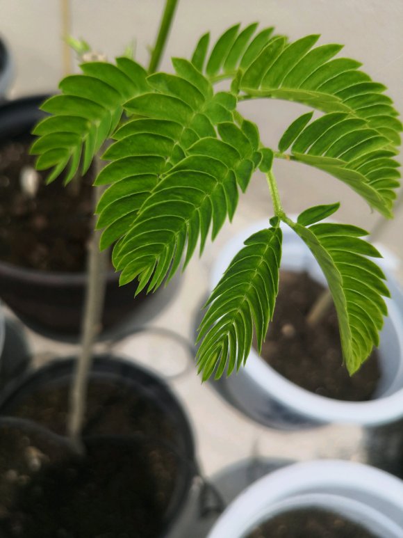 在淘宝上买的蓝花楹,种子或者树苗是真的还是假的合欢树或者