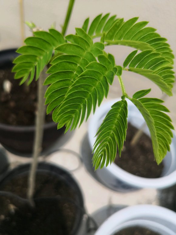 在淘宝上买的蓝花楹,种子或者树苗是真的还是假的合欢树或者